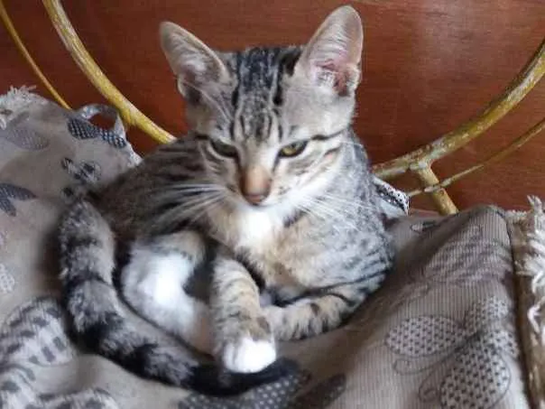 Gato raça Srd idade 2 a 6 meses nome Nina, Pêto, Bruce e Junior