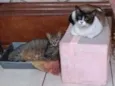 Nino e Jade