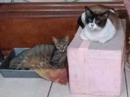 Gato raça SDR idade 2 anos nome Nino e Jade