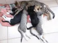 Nina, Pêto, Bruce e Junior