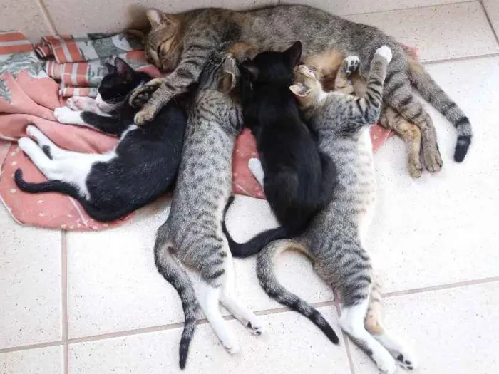 Gato raça Srd idade 2 a 6 meses nome Nina, Pêto, Bruce e Junior