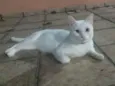 Zé