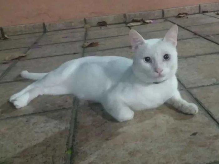 Gato raça Sdr idade 3 anos nome Zé
