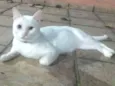 Zé