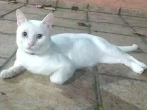 Gato raça Sdr idade 3 anos nome Zé