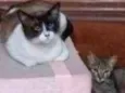 Nino e Jade