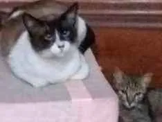 Gato raça SDR idade 2 anos nome Nino e Jade