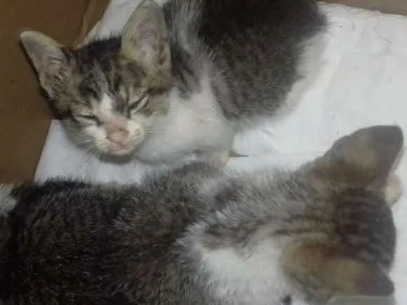Gato ra a sem raça definida idade Abaixo de 2 meses nome sem nome