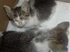 Gato raça sem raça definida idade Abaixo de 2 meses nome sem nome