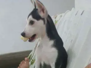 Cachorro raça Vira lata misturado  idade 2 a 6 meses nome Pieta 