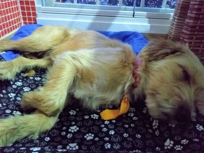 Cachorro ra a Vira Lata  idade 7 a 11 meses nome Vitório