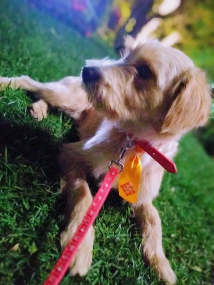 Cachorro ra a Vira Lata  idade 7 a 11 meses nome Vitório