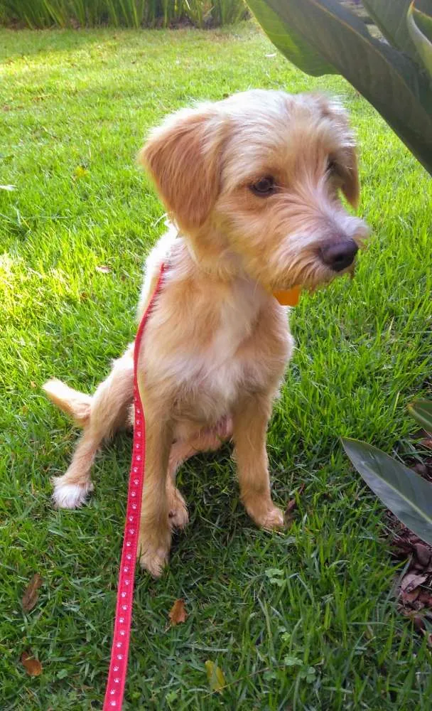 Cachorro ra a Vira Lata  idade 7 a 11 meses nome Vitório
