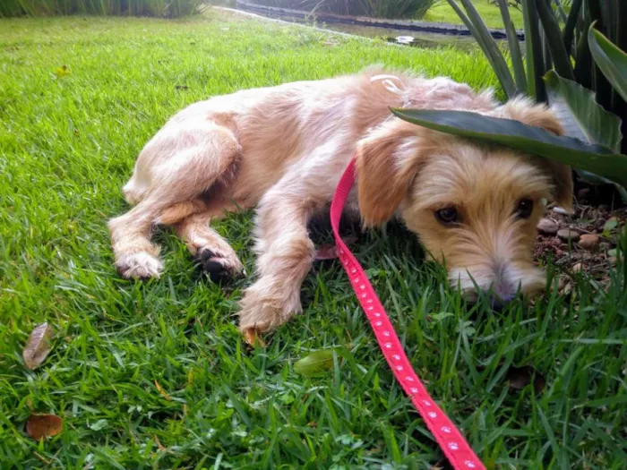 Cachorro ra a Vira Lata  idade 7 a 11 meses nome Vitório