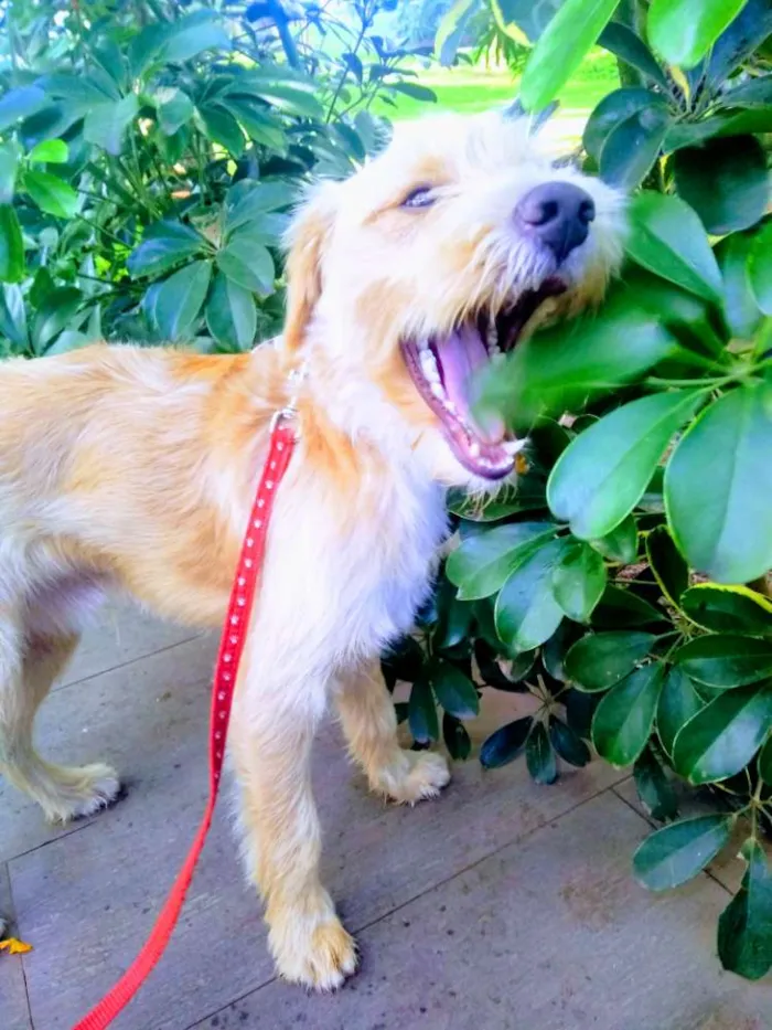 Cachorro ra a Vira Lata  idade 7 a 11 meses nome Vitório