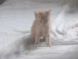 Gatinhos lindos
