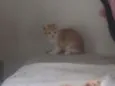 Gatinhos lindos