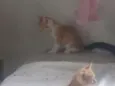 Gatinhos lindos