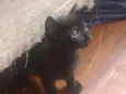 Gatinhos lindos