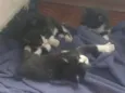 Gatinhos lindos