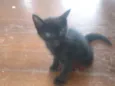 Gatinhos lindos