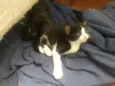 Gatinhos lindos