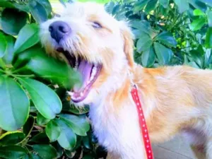 Cachorro raça Vira Lata  idade 7 a 11 meses nome Vitório