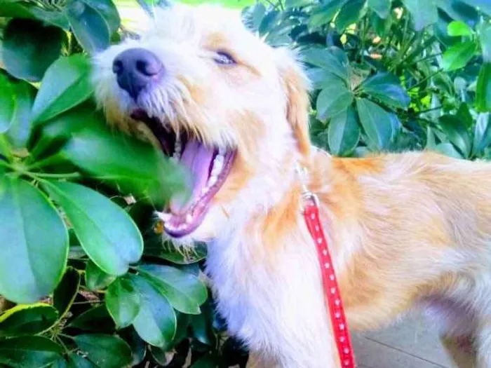 Cachorro ra a Vira Lata  idade 7 a 11 meses nome Vitório
