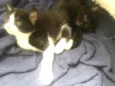 Gatinhos lindos