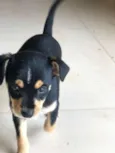 Popi