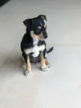 Popi