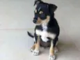 Popi