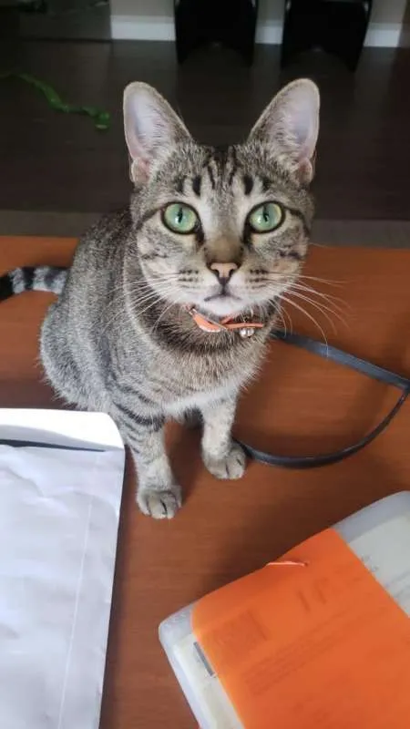 Gato raça Felina idade 1 ano nome Margarida