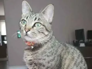 Gato raça Felina idade 1 ano nome Margarida