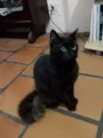 Rafael