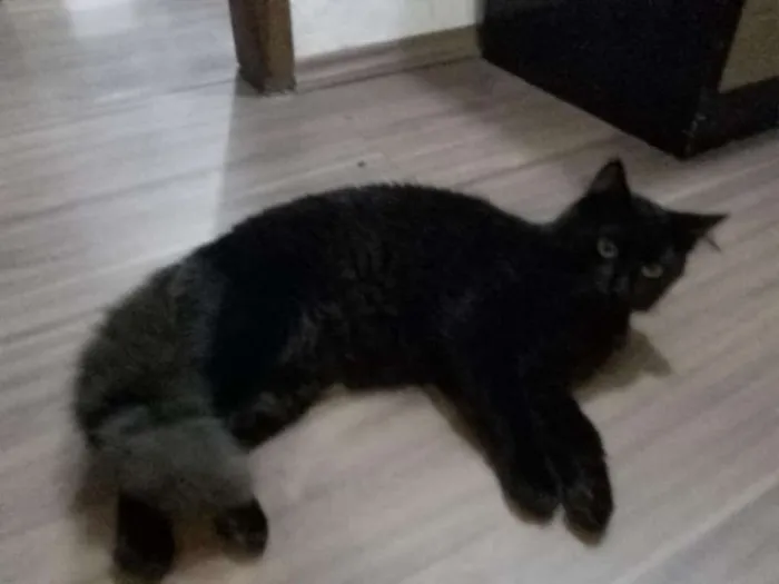Gato ra a Sem raça idade 1 ano nome Rafael