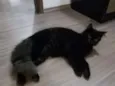 Rafael