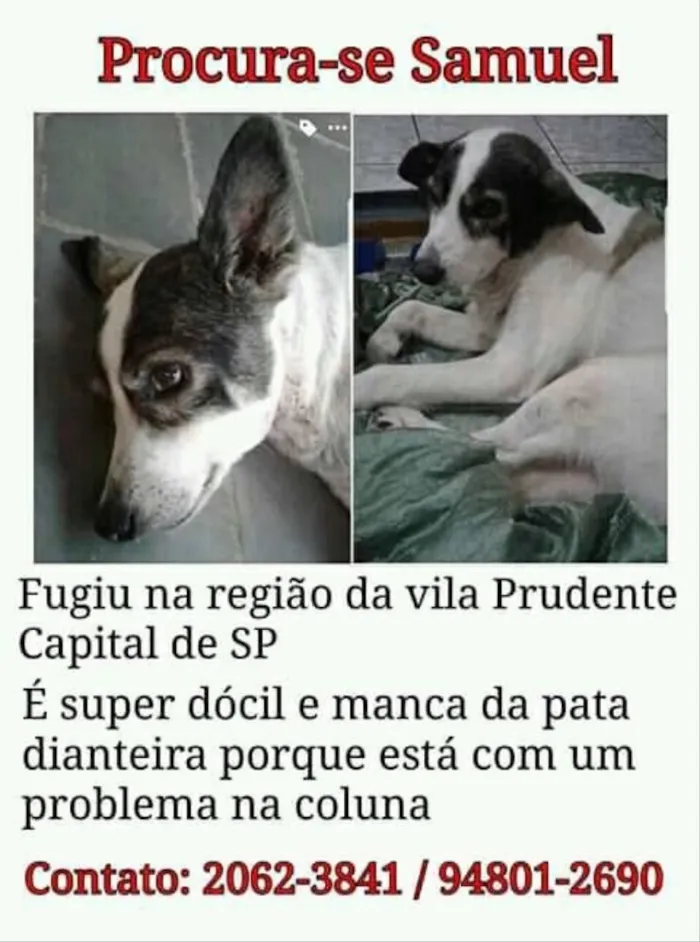 Cachorro ra a SRD idade 6 ou mais anos nome Samuel