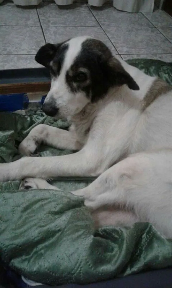 Cachorro ra a SRD idade 6 ou mais anos nome Samuel