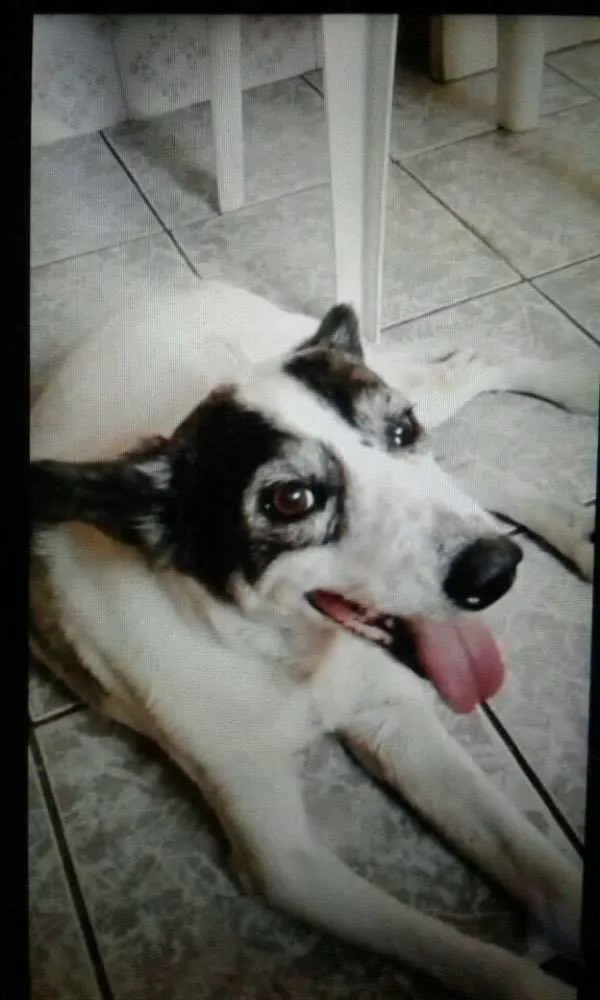 Cachorro ra a SRD idade 6 ou mais anos nome Samuel