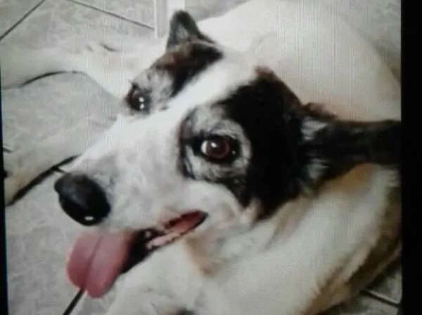 Cachorro ra a SRD idade 6 ou mais anos nome Samuel
