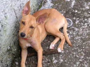 Cachorro raça Vira lata idade 2 a 6 meses nome Maria sofia
