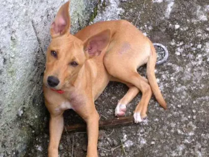 Cachorro raça Vira lata idade 2 a 6 meses nome Maria sofia