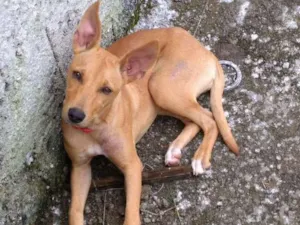 Cachorro raça Vira lata idade 2 a 6 meses nome Maria sofia