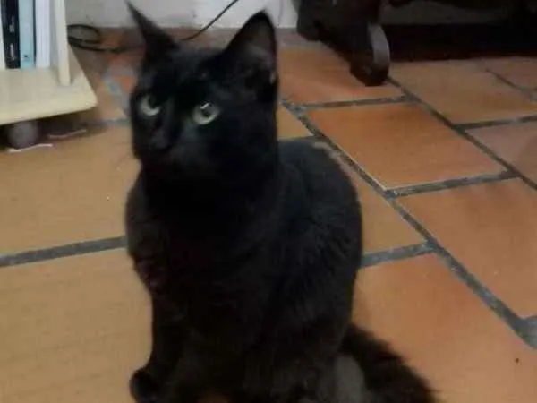 Gato ra a Sem raça idade 1 ano nome Rafael