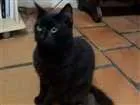 Gato raça Sem raça idade 1 ano nome Rafael
