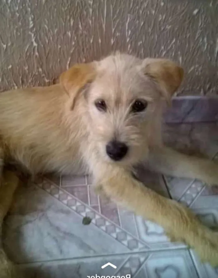 Cachorro ra a  idade 2 a 6 meses nome Cãozinho 