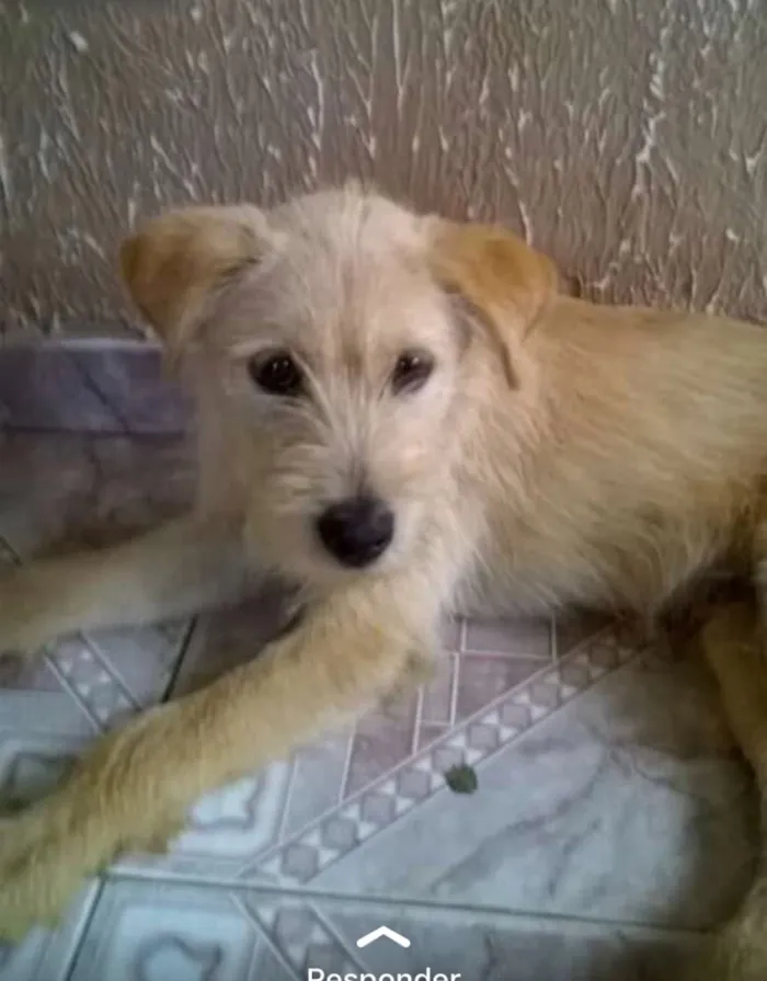 Cachorro ra a  idade 2 a 6 meses nome Cãozinho 