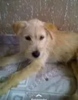 Cãozinho