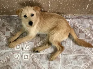 Cachorro raça  idade 2 a 6 meses nome Cãozinho 